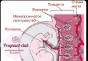 Causes et traitement de la structure hétérogène du placenta Que signifie placenta hétérogène ?
