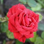 Comment faire pousser des roses Sophia Loren : les meilleurs conseils