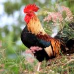 Nouvel An du Coq Bonne Année du Coq Souhaits