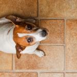 Comment se débarrasser de l'odeur d'urine de chien sur le tapis, méthodes et moyens de nettoyage