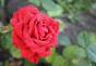 Comment faire pousser des roses Sophia Loren : les meilleurs conseils